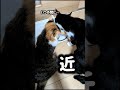 うちのヤ〇ザ#猫のいる生活 #猫好きさんと繋がりたい