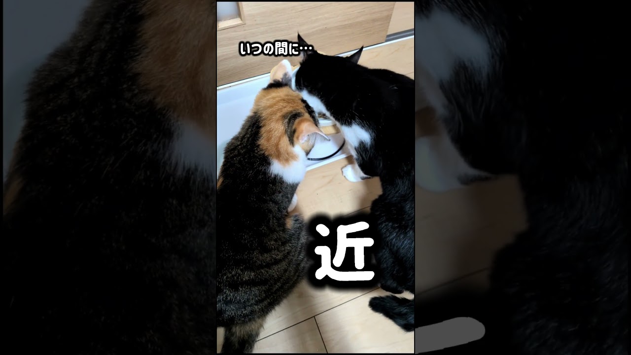 うちのヤ〇ザ#猫のいる生活 #猫好きさんと繋がりたい