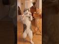 Cats Dancing to “Shake It To The Max” 💀🐾🔥