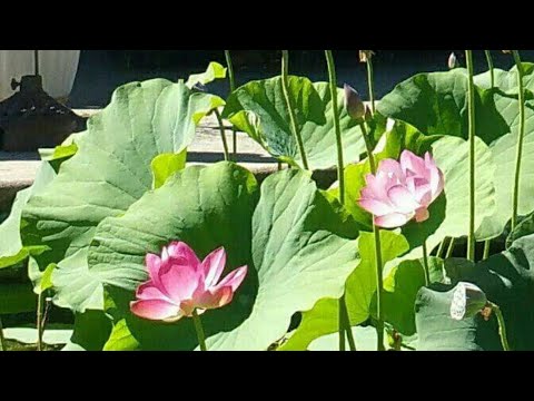 Mua Sen ở đâu rẻ và nhiều Sen? Where you get lotus beautiful and good deal!what kind of soil use? | Foci