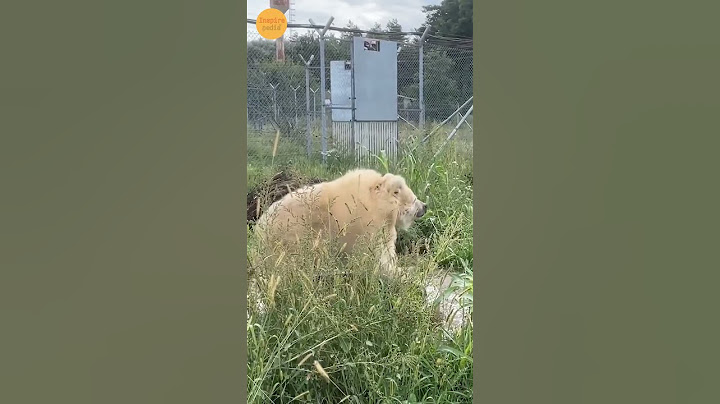 One small effort changed Bear life 🥰🥹 😋 #shortsviral