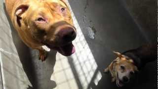 Chewey & Maggiesue - Bound Angels Shelter Angel Video