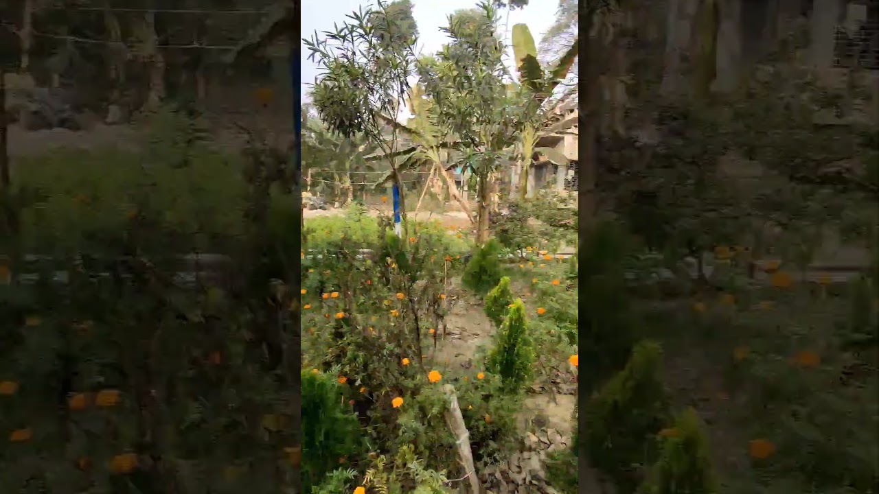 Spring Morning Nature View 📸💕🦚📸❤️2