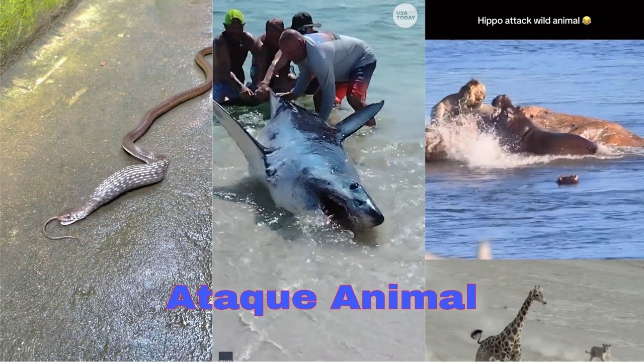 ATAQUE ANIMAL VEJA SÓ #animals #animal #mundo - YouTube