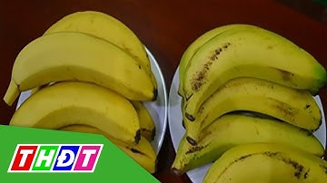 Phân biệt chuối ép chín bằng hóa chất với chuối chín tự nhiên | THDT