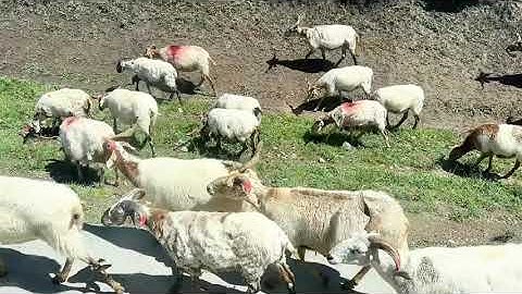 Unexpected Meeting: Shepherd Herding Sheep and Cows on Ruoergai