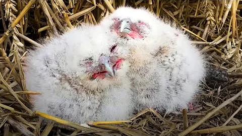 Owl Who Lost Her Babies Fosters Two Abandoned Chicks