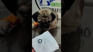 Mi perro se tragó un alfiler 😲 #mascotas