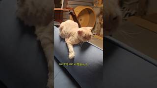 최민식 따라잡기 _ 취화선 #구묘한이야기