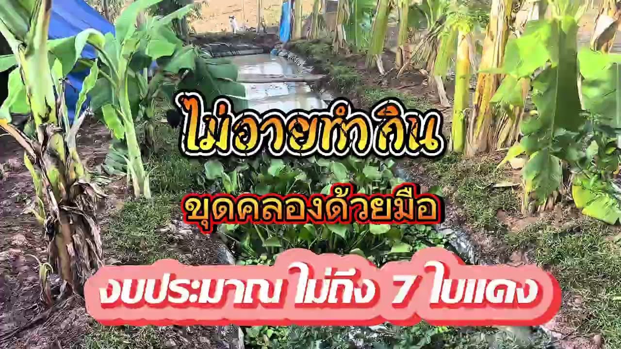 #ขุดคลองเลี้ยงปลาด้วยตนเอง   งบประมาณไม่ถึง 700 บาท (เพื่อเป็นเเนวทางสำหรับคนชอบสวนหลังบ้าน)