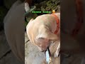 Em dorikina notike… chudandi! Chocolate rapper notilo… ayyo kanna🥰#video #shorts #pets