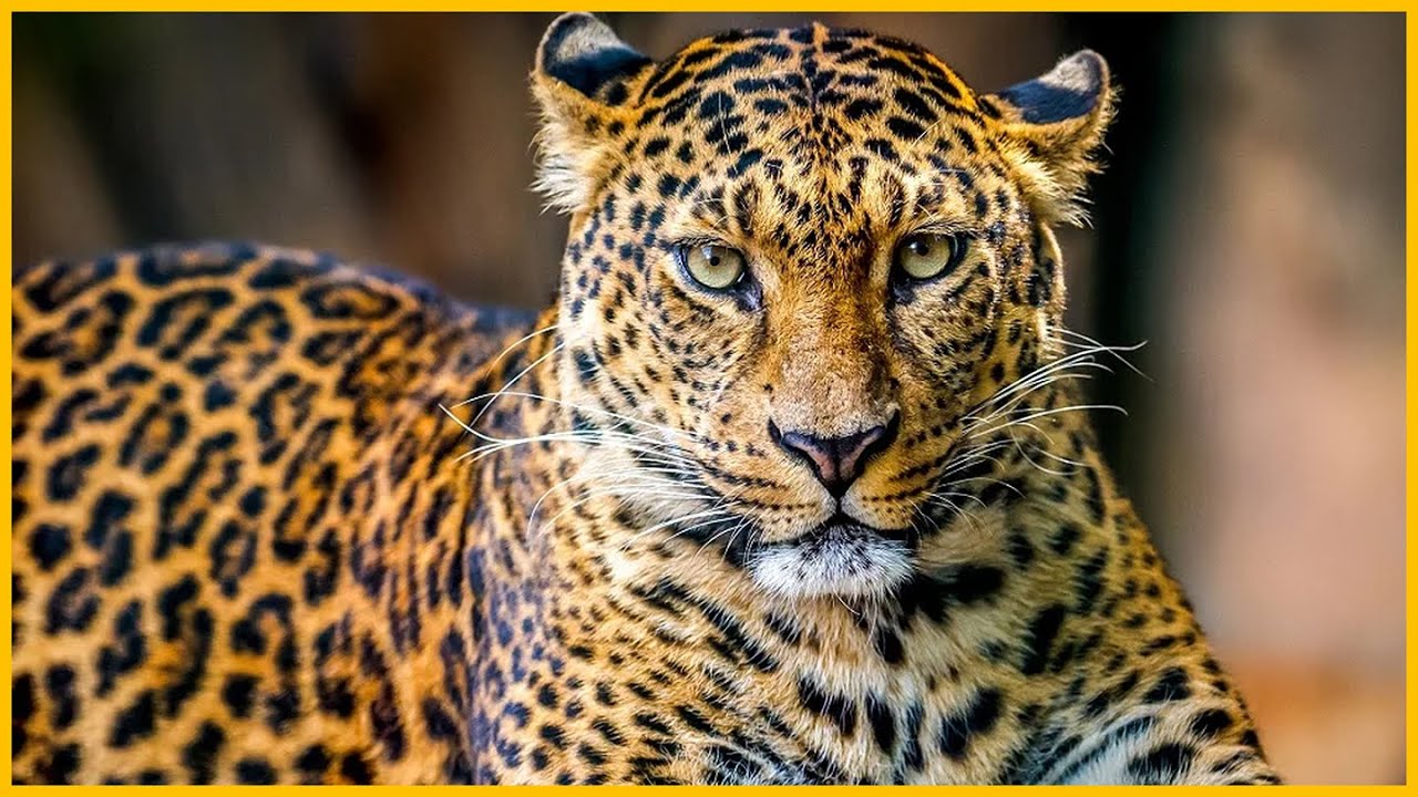11 DIFFERENT TYPES OF LEOPARD AROUND THE WORLD!!!!! - YouTube