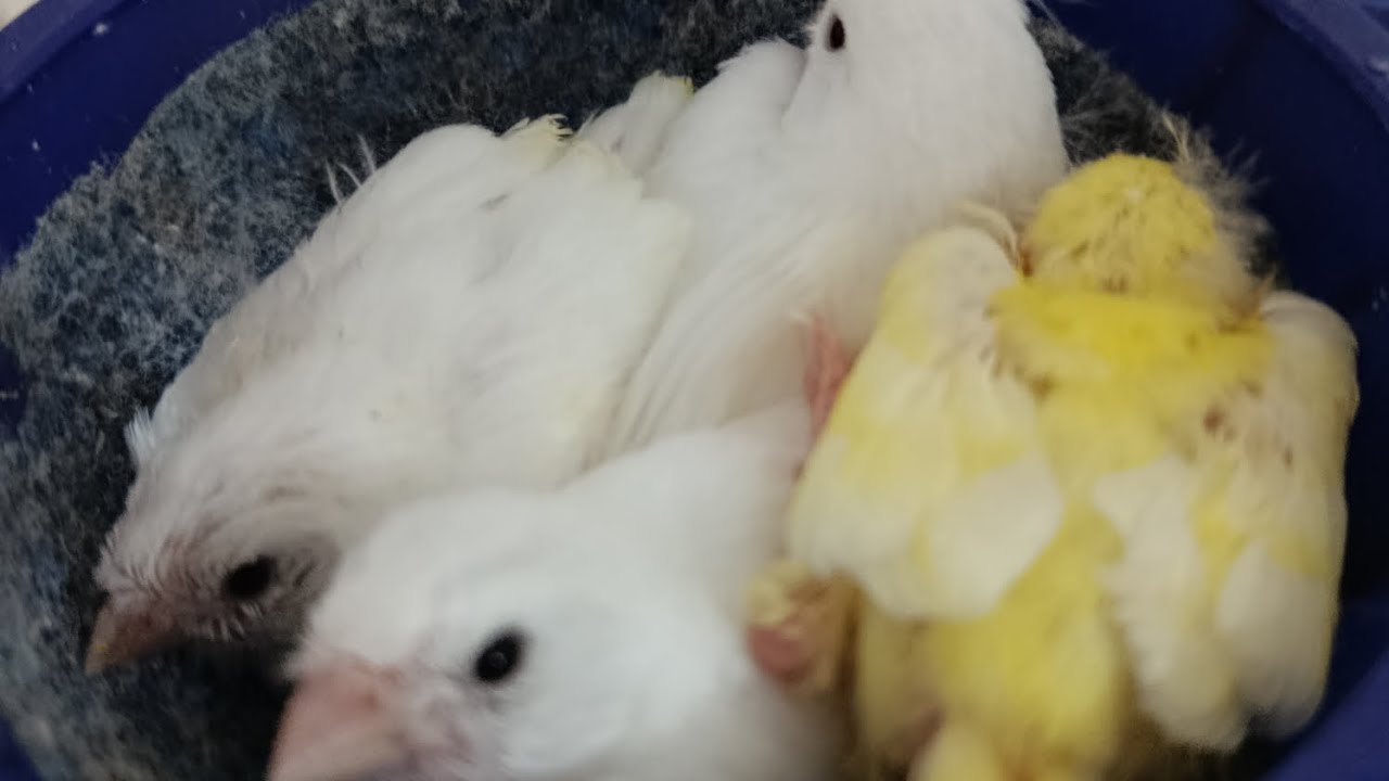 RETA FINAL NA REPRODUÇÃO 2025 COM A META ATINGIDA 