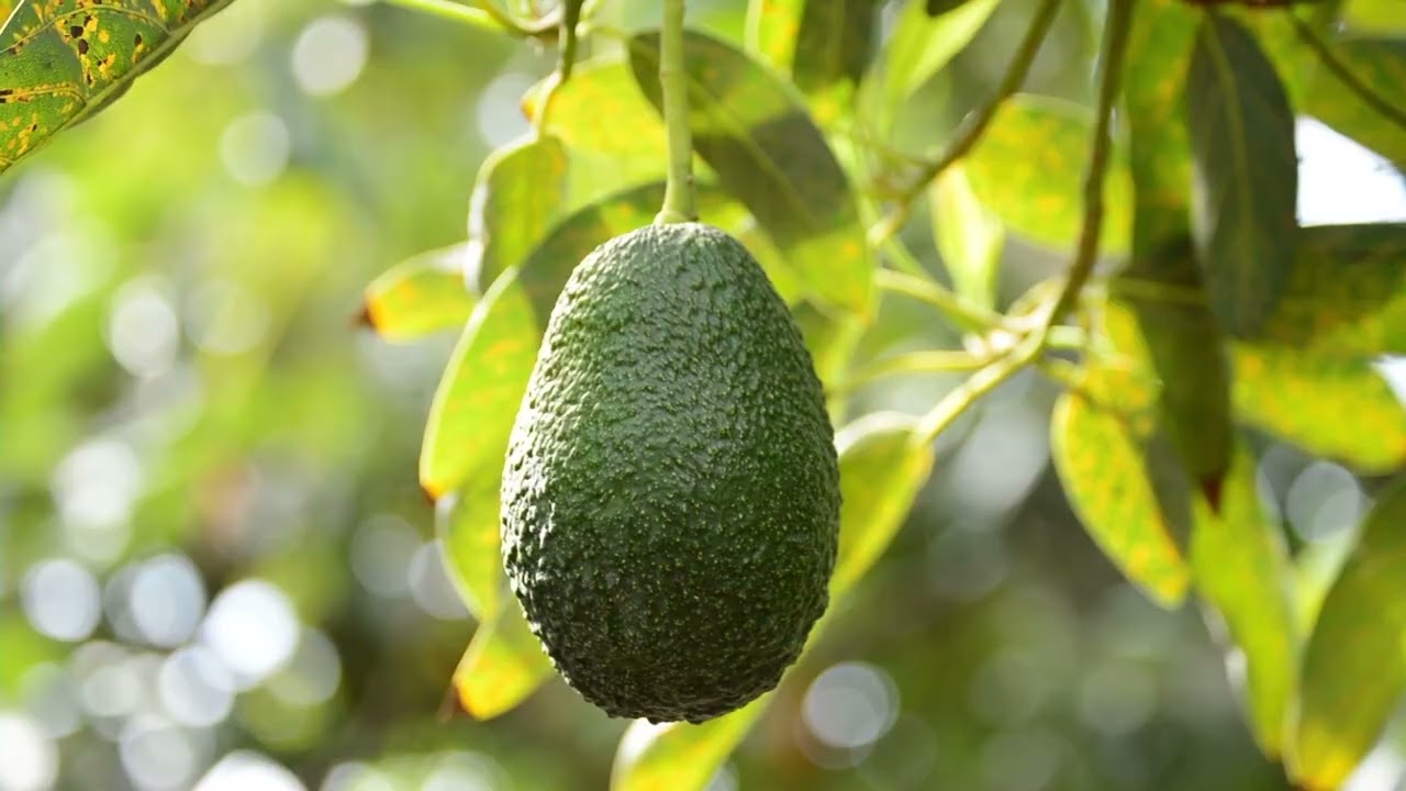 Introducing FCS for Macadamia and Avocado farmers