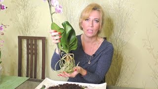 Пересадка новой орхидеи. Важные моменты при пересадке!!!
