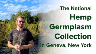 The National Hemp Germplasm Collection
Hemp (Cannabis sativa) is a multi-purpose crop bred for fiber, grain, and oil. Visit the National Plant Germplasm System (NPGS) Plant Genetic Resources Unit (PGRU) in Geneva, New York to learn about diverse hemp germplasm from the scientists maintaining this collection Dr. Zachary Stansell, Dr. Tyler Gordon, and Justin Kaufman. Their work of maintaining, evaluating, and distributing these materials helps hemp breeders and researchers around the world access priority traits essential for crop improvement.
Funding for this video was provided by USDA-Agricultural Research Service, with additional support from Colorado State University and USDA-NIFA-Higher Education Challenge Grant (2020-70003-303930). USDA is an equal opportunity provider, employer, and lender. The National Hemp Germplasm Collection