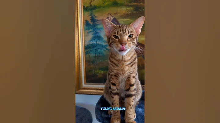 Video 11495581: funnycatvideos cats catlover