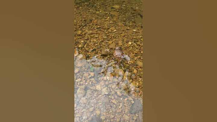 Have you seen a box turtle swim?