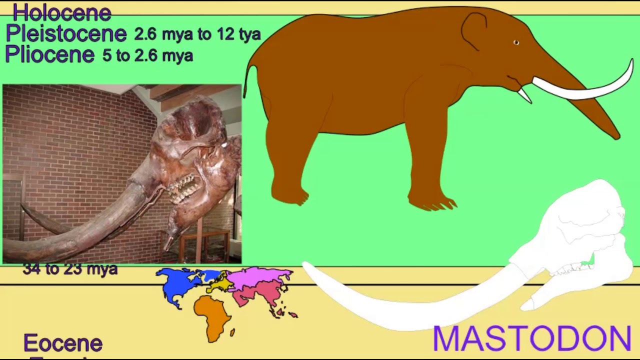 fossil elephants in different epochs and regions