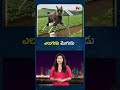 ఎలుగుకు మొగుడు | NTV Global