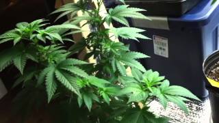 White Widow - Seedsman Seeds