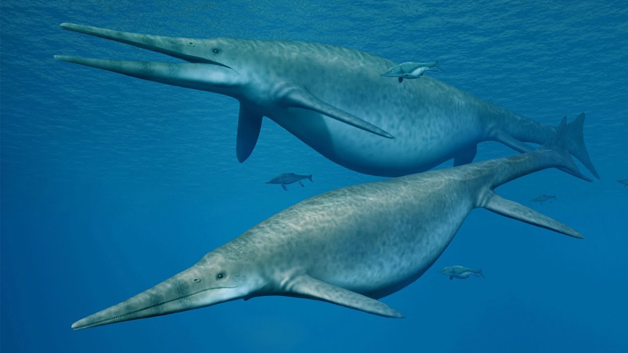 Bigger Than A Blue Whale? A Giant 'Sea Dragon'