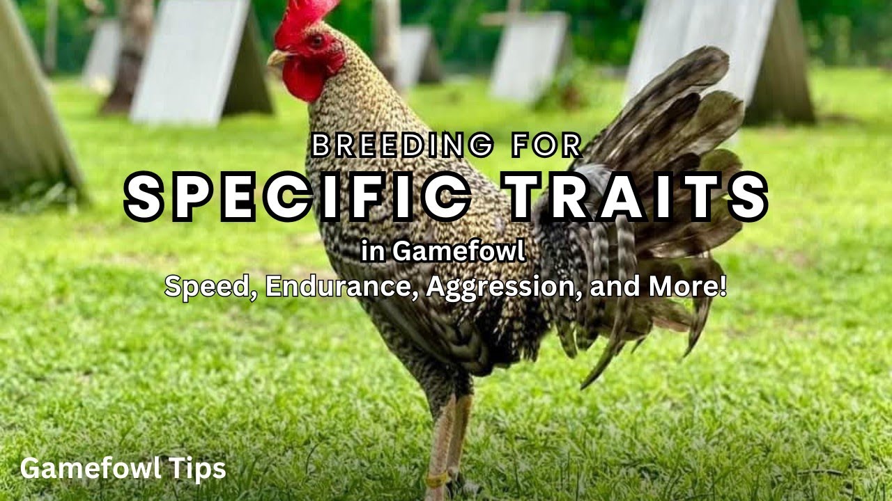 Understanding the Key Traits of Champion Gamefowl