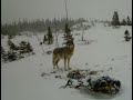 Newfoundland Coywolf?