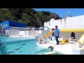 言うことを聞かないペンギンショー/おたる水族館