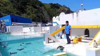 言うことを聞かないペンギンショー/おたる水族館