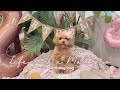 Life with a Maltipoo 🧸 BIRTHDAY VLOG: Mocha’s 2nd bday 🎂🎉🎈🎁🎀🎨🐾