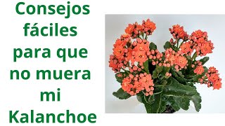 KALANCHOE, ¿PORQUE MUERE DESPUÉS DE FLORECER? Cómo evitar que se marchite y muera CONSEJOS PRÁCTICOS