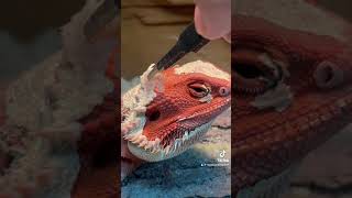 REPTILE BOOGERS getting removed!