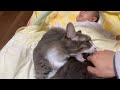 赤ちゃんから引き離そうとすると激怒する猫 ノルウェージャン A cat that gets angry when trying to pull it away from the baby