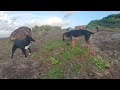 Dog Fun and Beautiful views at LAE pointe!