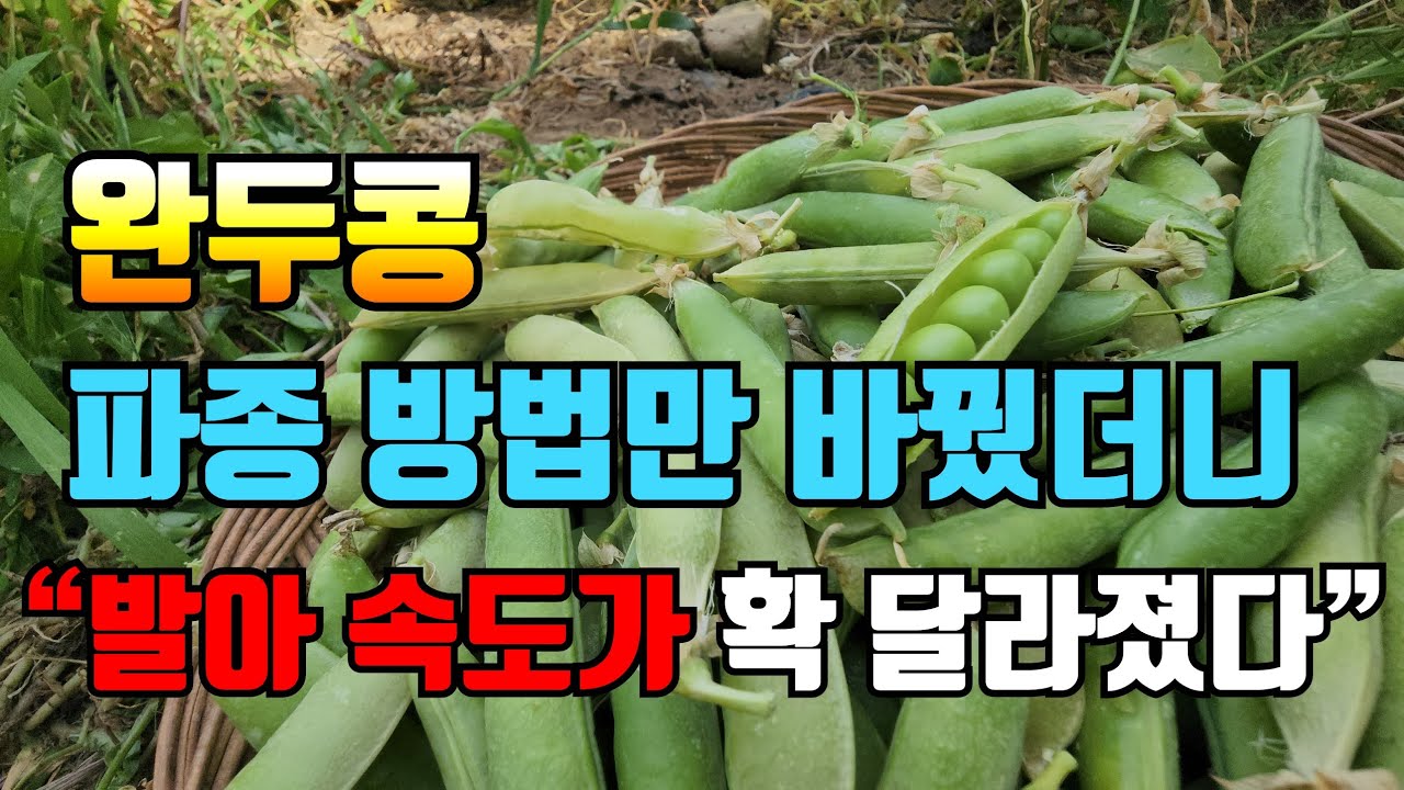 땅만 녹으면 2월 가장 빨리 심고 수확하는 완두콩 한꺼번에 몰아보기