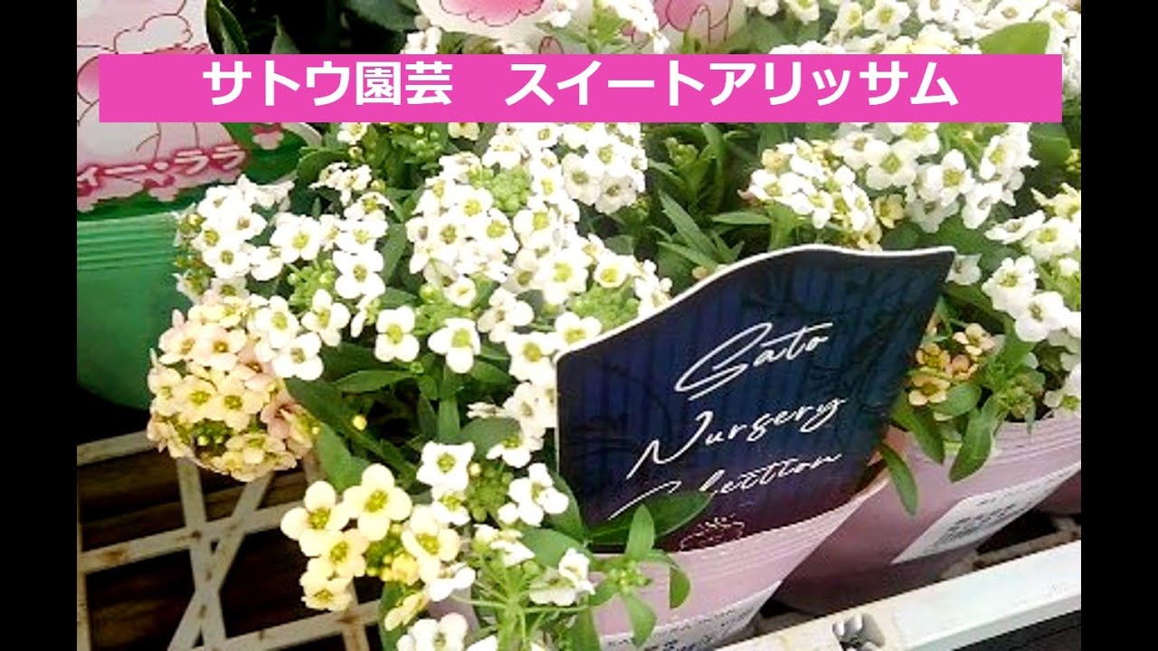 サトウ園芸さん スイートアリッサム】購入 植え付け 考察 - YouTube