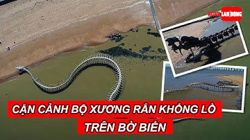 Cận cảnh bộ xương rắn khổng lồ trên bờ biển | Báo Người Lao Động