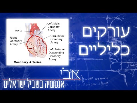 וִידֵאוֹ: מהם עורקים על-כליים?