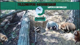 Подсмотрено фотоловушкой: барсук и енотовидная собака