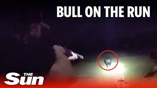 Florida officers shoot loose bull with tranquilizer darts during recapturing effort