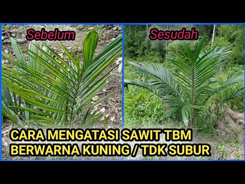 TIPS MUDAH MENGATASI SAWIT TBM BERWARNA KUNING PUCAT / TIDAK SUBUR