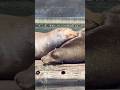Isn’t This The Cutest Thing You’ve Ever Seen? #pacificnorthwest #sealife