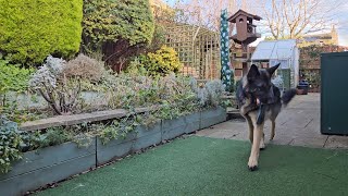 GERMAN SHAPHERD PLAYING IN THE GARDEN