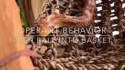 Push Ball into Basket - Operant Behavior from a Cornsnake
