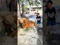 SAPI KURBANNYA SEDIH #shorts #kurban #anakdesa