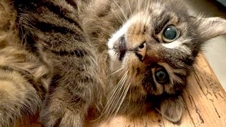 Eric shares the purrs and the thanks