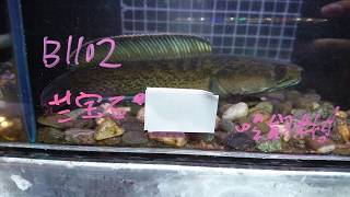 百寶魚水族 藍寶石雷龍 約14~16cm  編號B1102 吃飼料
