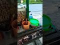 Bakso bakar kawan mantap gas#fypyoutube #fypvlog #bakso bakar#videoshort
