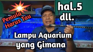 Ikan Koi Platinum Slayer Super panjang Penari kolam dan aquarium